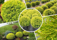 Туя западная Голден Глоб - низкорослая шаровидная форма.