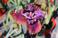 Цветение ирисов в садовом центре