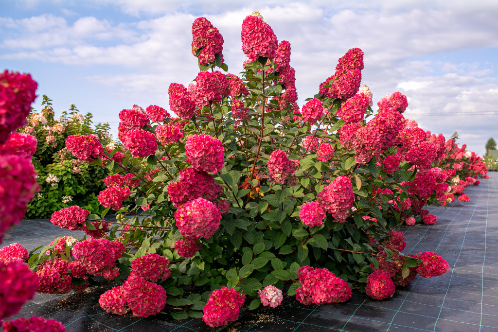 Самарская Лидия.jpg Самарская Лидия.jpg