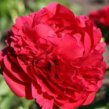 Основное изображение товара