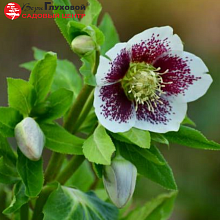 Основное изображение товара