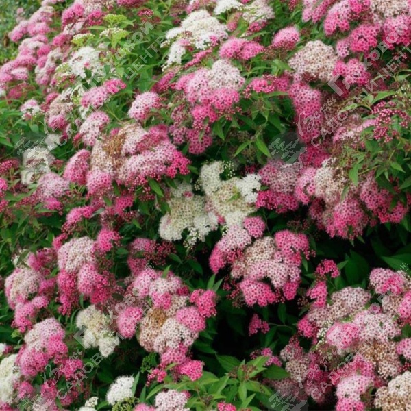 Спирея японская "Генпей" на фото