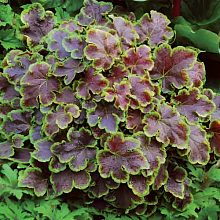 Основное изображение товара