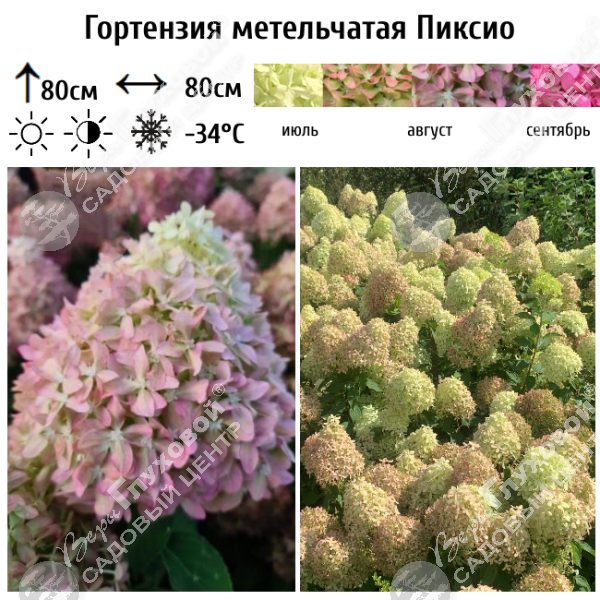 Гортензия метельчатая "Пиксио" на фото