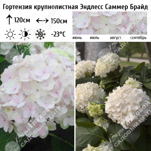 Гортензия крупнолистная "Эндлесс Саммер Брайд" на фото