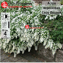 Основное изображение товара