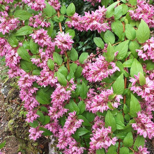 Основное изображение товара