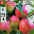Яблоня 