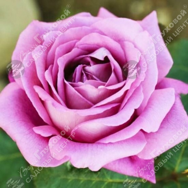 Роза чайно-гибридная "Claude Brasseur" на фото