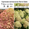 Гортензия метельчатая (Hydrangea paniculata) Литтл Лайм Р9 СП/25