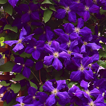 Основное изображение товара