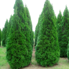 Туя западная (Thuja occidentalis) Смарагд   С3 СП/25