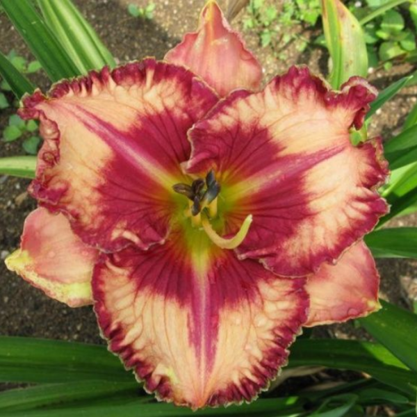 Основное изображение товара