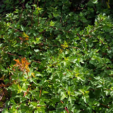 Основное изображение товара