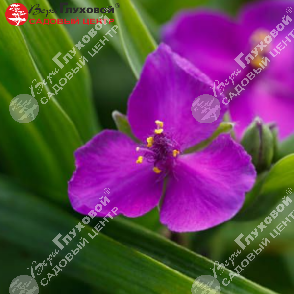 Традесканция андерсона "Ред Грейп"  на фото