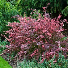 Основное изображение товара