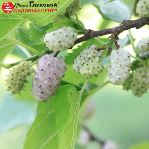 Основное изображение товара