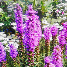 Основное изображение товара