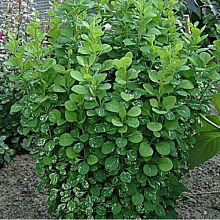 Основное изображение товара