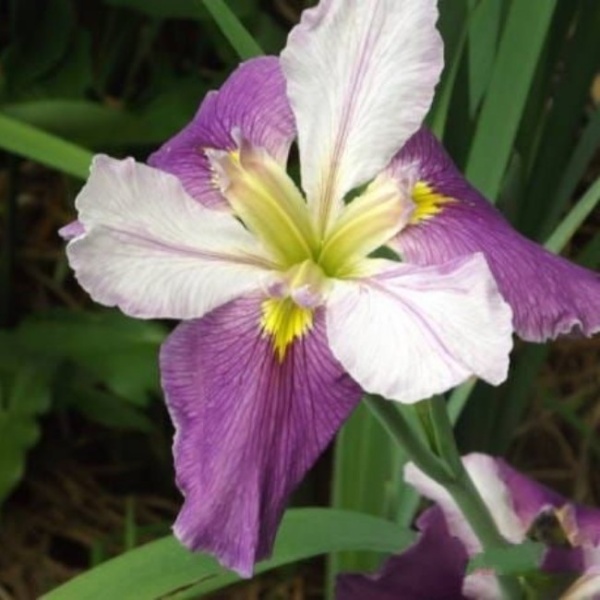 Основное изображение товара