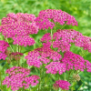 Тысячелистник обыкновенный (Achillea millefolium) Лилэк Бьюти С2 ГлХ/26