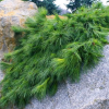 Сосна Веймутова (Pinus strobus) Ниагара Фоллс 40-50 С13 НБл/26