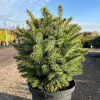 Ель ситхинская (Picea sitchensis) Миджет  С3 СП/24