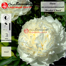 Основное изображение товара