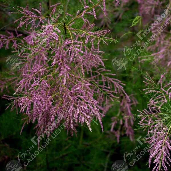 Тамарикс четырехтычинковый на фото