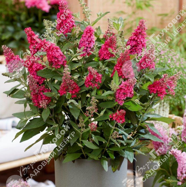 Буддлея Давида "Баттерфляй Канди Литтл Руби" на фото