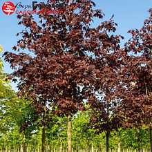 Основное изображение товара