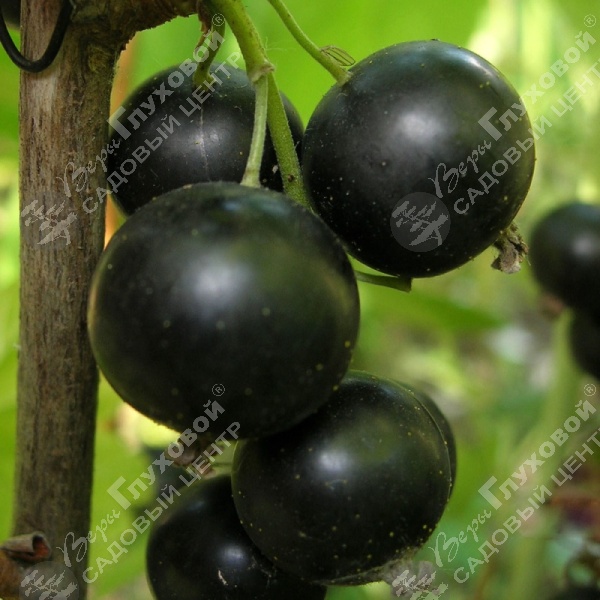 Смородина черная "Ядрёная" на фото