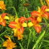 Лилейник (Hemerocallis) Франс Халс С3 РЛ/25