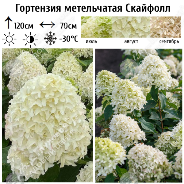 Гортензия метельчатая "Скайфолл" на фото