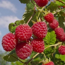 Основное изображение товара