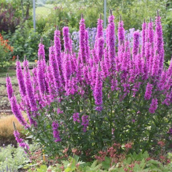 Основное изображение товара