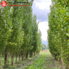 Тополь Башкирский пирамидальный  на фото