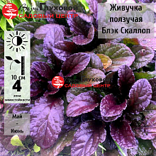 Основное изображение товара