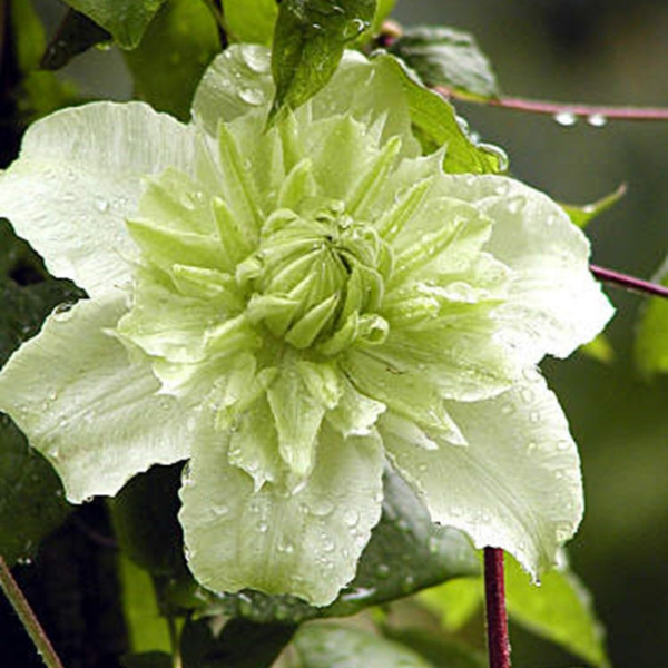 Основное изображение товара