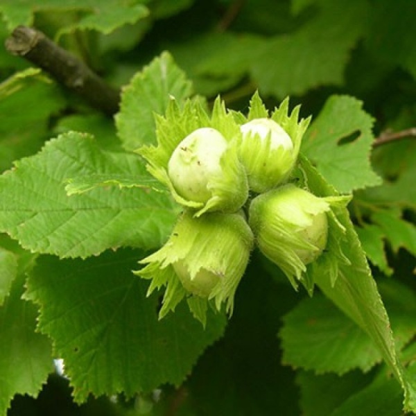 Основное изображение товара