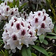 Рододендрон крупноцветковый 