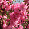 Миндаль трехлопастной (Prunus triloba) Розовый шар 200-250 С15 РГр/26