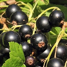 Основное изображение товара