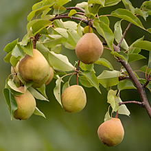 Основное изображение товара