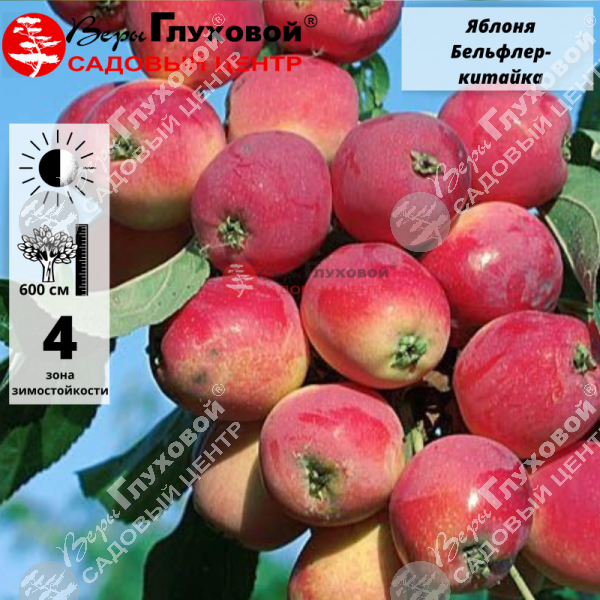 Яблоня "Бельфлер-китайка" на фото