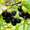 Смородина черная "Славянка" на фото