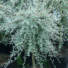 Основное изображение товара