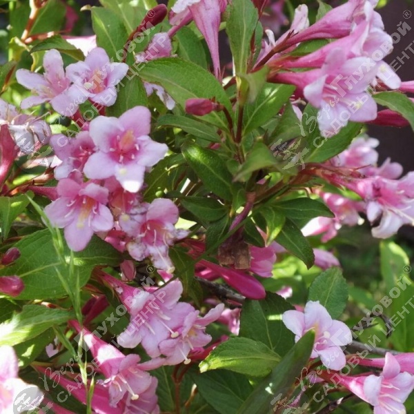 Вейгела цветущая  "Пинк Принцесс" на фото