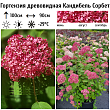 Гортензия древовидная 