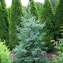 Основное изображение товара